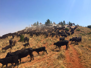 Cattle Battle Gone Good
