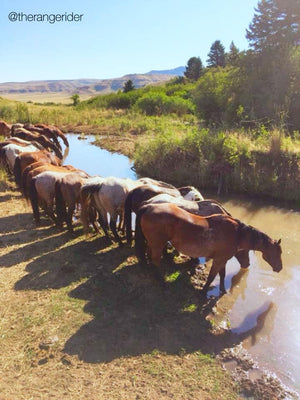 The Watering Hole